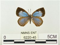 藏品(蔚青紫灰蝶)的圖片