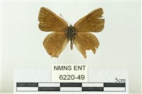 藏品(井上洒灰蝶)的圖片