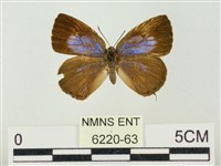 藏品(小紫灰蝶)的圖片