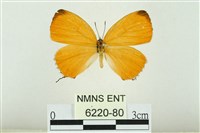 藏品(珂灰蝶)的圖片