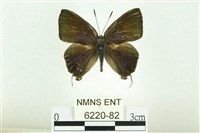 藏品(淡黑玳灰蝶)的圖片