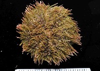 藏品(馬糞海膽)的圖片