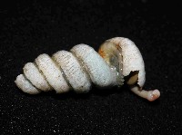 藏品(蚯蚓螺)的圖片