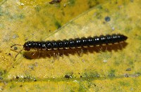 藏品(粗直形馬陸)的圖片