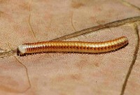 藏品(畏光側山蛩)的圖片