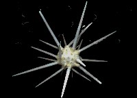 藏品(環棘柄頭帕)的圖片