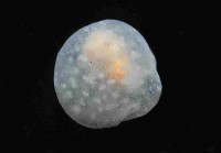 藏品(球形水肌螺)的圖片