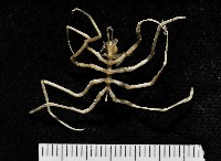 藏品(未知種海蜘蛛)的圖片