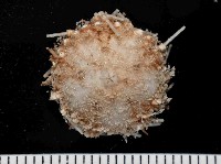 藏品(未知種侏儒頭帕(暫譯))的圖片