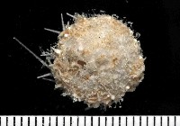 藏品(未知種侏儒頭帕(暫譯))的圖片