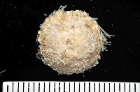 藏品(未知種侏儒頭帕(暫譯))的圖片