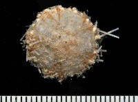 藏品(未知種侏儒頭帕(暫譯))的圖片