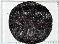 藏品(蹄棘革海膽)的圖片