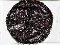 藏品(蹄棘革海膽)的圖片