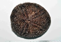 藏品(易碎脆心形海膽)的圖片