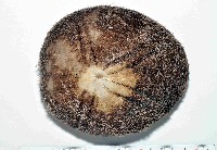 藏品(易碎脆心形海膽)的圖片