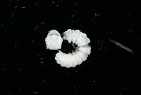 藏品(新種單帶馬陸)的圖片