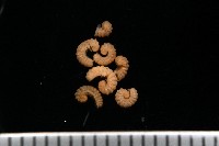 藏品(新種單帶馬陸)的圖片