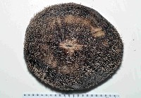 藏品(易碎脆心形海膽)的圖片