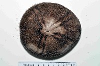 藏品(易碎脆心形海膽)的圖片
