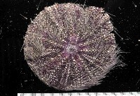 藏品(藍紫小肛海膽)的圖片