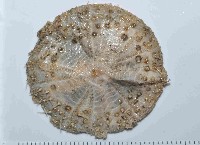 藏品(囊袋海膽)的圖片