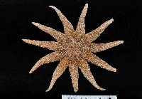 藏品(陶氏太陽海星)的圖片