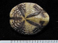 藏品(扁仙壺海膽)的圖片