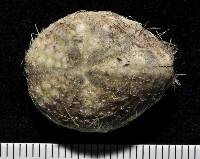 藏品(扁仙壺海膽)的圖片