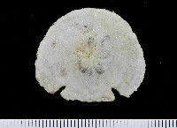 藏品(裂邊毛餅海膽)的圖片