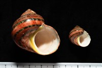 藏品(芮氏蠑螺)的圖片