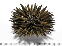 藏品(梅氏長海膽)的圖片