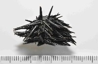 藏品(斜長海膽)的圖片