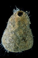 藏品(圓錐圍線海綿)的圖片