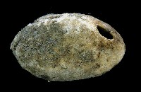 藏品(圓錐圍線海綿)的圖片