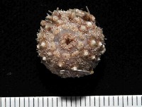 藏品(印度近冠海膽)的圖片