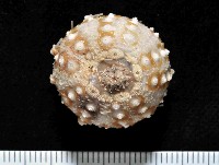 藏品(印度近冠海膽)的圖片