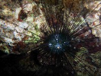藏品(刺冠海膽)的圖片