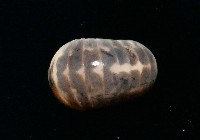 藏品(奇妙摩氏球馬陸)的圖片