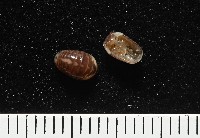 藏品(奇妙摩氏球馬陸)的圖片