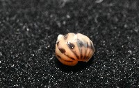 藏品(金色木球馬陸)的圖片