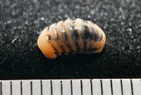 藏品(金色木球馬陸)的圖片