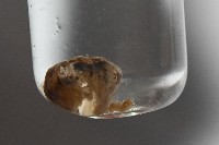 藏品(曲趾木球馬陸)的圖片