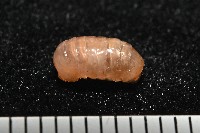 藏品(曲趾木球馬陸)的圖片