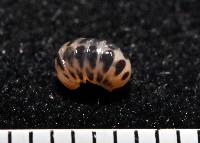 藏品(近條紋木球馬陸)的圖片