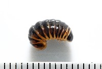 藏品(條紋木球馬陸)的圖片