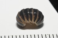 藏品(條紋木球馬陸)的圖片