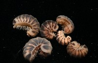 藏品(條紋木球馬陸)的圖片