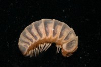 藏品(條紋木球馬陸)的圖片