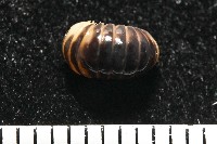 藏品(條紋木球馬陸)的圖片